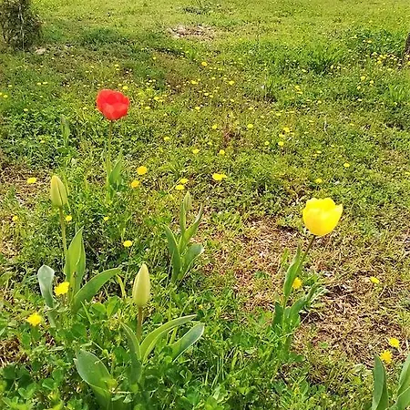 Trulli Millefiori Putignano
