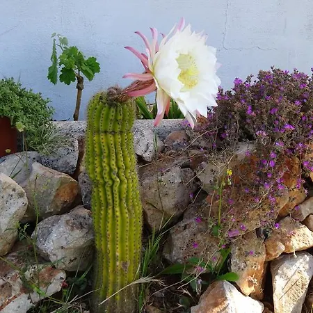 Tatil Evi Trulli Millefiori